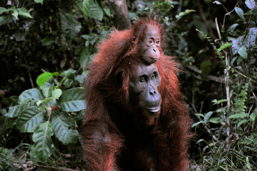 orangutan-safety