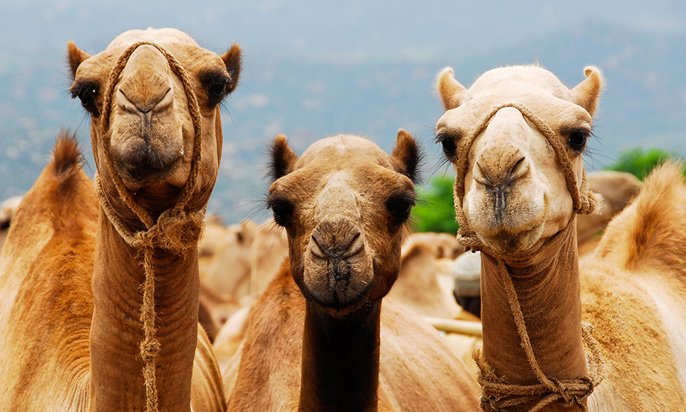 The Juice On Camel Milk - SPA+CLINIC